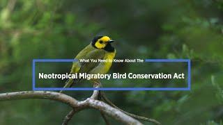 Neotropical Migratory Bird Conservation Act: What You Need To Know