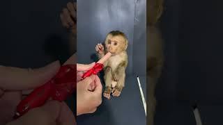 Sausage is a food for baby monkeys  #kingmonkey #babymonkey #bita