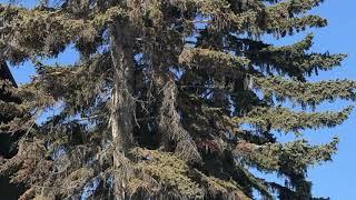 Learn about Spruce Trees