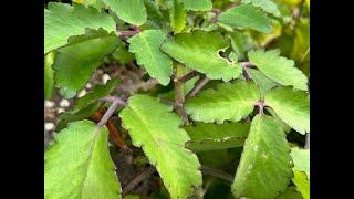 Leaf of Life Plant (Bryophyllum Pinnatum) | Herbs of Jamaica #leafoflifeplant #jamaica