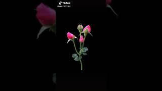 Sujoy das
