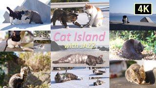 【猫×ジャズ】猫と子猫のための4K映像&音楽 2hr_ 癒しの猫島 野生のCat Island with JAZZ