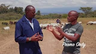 Dorper Sheep in Kenya  - Session's Lengetia Farm Visit