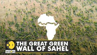 The Great Green Wall suffers amid rising of temperatures | WION Climate Tracker | Sahara Desert