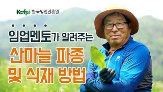 [산마늘 재배] 산마늘 파종 및 식재방법｜청정임산물재배교실