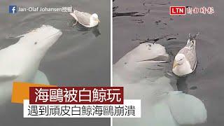 海鷗吃魚遇白鯨示「善意」 崩潰放棄大餐：放過我！