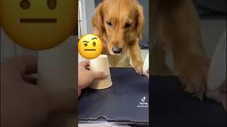 Your daily dose of funny cute dogs #relaxmydog #funny #dogs #funnydogs #compilation