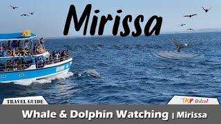 Whale & Dolphin Watching Mirissa -TRIP PISSO | Travel Vlog #55