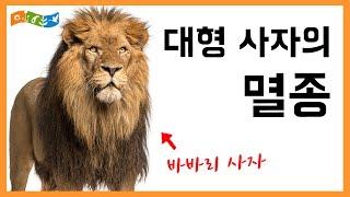 [교육] 바바리 사자의 멸종 - 멸종을 막아야하는 이유