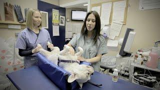 Registered Animal Health Technician (Episode 46)