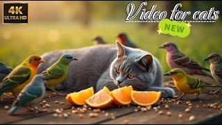 Relaxing Cat TV to Watch: Birds, Squirrels & Nature Sounds | Video for Cats in 4K