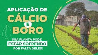 CÁLCIO E BORO NAS PLANTAS, POR QUE É INDISPENSÁVEL?