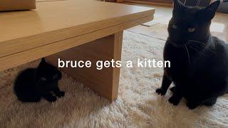 vlog | the one where bruce gets a kitten