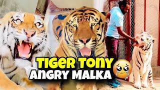 Tony Ko Malka Ny Mara ab gussy main betha ha | Asif Shero wala