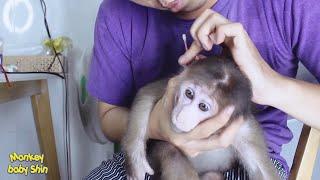 Ear Cleaning For my Little Princess | Monkey Baby Shin Love | Animals Video