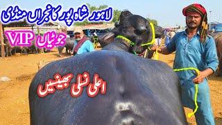 Lahore Cow Mandi TOP-CLASS Jhotian | Kala BRAND (Nili) Buffalo Farming Plan| (Heifers) Dairy Farming