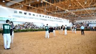 CONCURSO MICAELENSE (Las Azores). Sección 11.ª Novilla gran campeona.