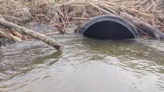 The beavers packed in so much mud no water could escape there beaver dam the drainpipe was dry