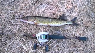 My First Fish for 3/1/2011 Chain Pickerel (TeamRippnLipz1)