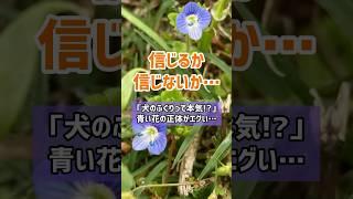 「犬のふぐりって本気!?」田舎道に咲く青い花の正体がエグい…【雑草の深すぎる世界】　#野草　#花言葉 #元気が一番　#yahoo