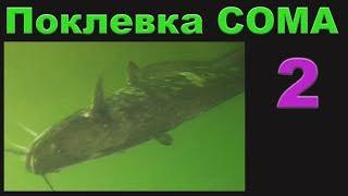 Поклевка Большого СОМА на живца, Подводная Съемка. рыбалка. fishing. Квок, Ловля сома на квок