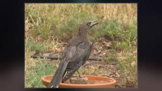 Grey Currawong