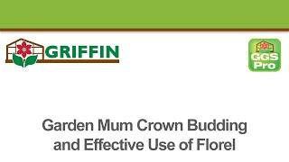 Garden Mum Crown Budding and Effective Use of Florel