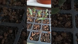 Baby Echeveria Leaf Cutting Propagation