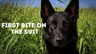 How to Introduce the Bite Suit, Malinois First Bite | Grassroots K9