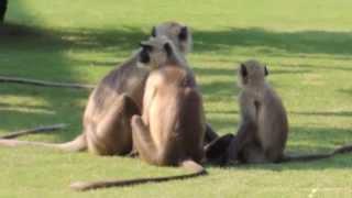 Monkeys playing and eating in West Bengal, India