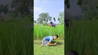 Two boys working in the rice field#funny #shortsfeed #youtubeshorts #vairalvideo