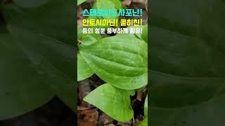 별미 중의 별미인 최고급 산나물! 항산화효과 토코페롤의 무려 5~7배!