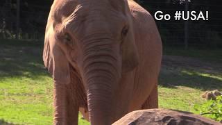 Elephants at the North Carolina Zoo