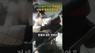 강아지, 전생부터 날 기다린 존재일지도 몰라요 부처님말씀|인연|전생|숙연|강아지와의인연|반려동물|힐링영상|마음공부|등불편지||불교오디오북