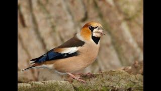 Hawfinch (1h) Bird sound