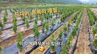 나무농사 Ep.11, 봄기운 가득한 나무농장