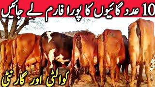 Best Quality Cholistani Sahiwal Cow Farm Near Luden Cow Mandi Hasil Pur || Global Village Farming