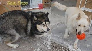 Bruno Enjoying a Beautiful Sunny Day | Alaskan Malamute | German Shepherd | Dog Enjoying a Sunny Day