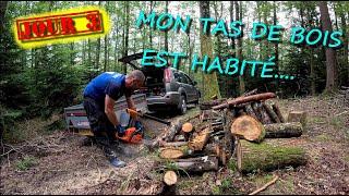 [EN MODE BUCHERON] MON TAS DE BOIS EST HABITÉ... 🪓🪵🪚