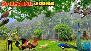 Chiêm Ngưỡng Aviary KHỔNG LỒ rộng 500m2 nuôi nhiều loài chim - BIG AVIARY IN VIETNAM | Đạt Bird TV