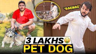 Rs 3 Lac ka new pet dog le aya| Musa dog se dar k ghar se bhag gya