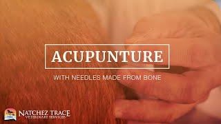 Acupuncture With Needles Made From Bone? Natchez Trace Vet - Nashville TN