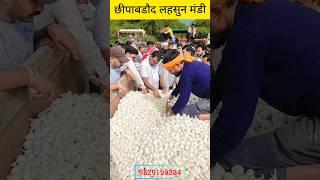 लाइव नीलामी कार्य छीपाबडौद मंडी | Chhipabarod Lahsun Mandi Bhav | Garlic Rate Today #lahsun