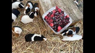 Guinea pigs enjoying frozen berries