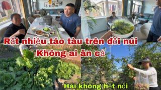 #486Trúng mánh rất nhiều táo tàu trên đồi núi không ai ăn cả,Hái Không ngớt tay Không hết nổi