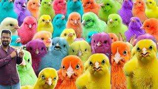 60 Chicks, Colored Rainbow chicks, arcoíris ducks funny rabbit  / mer pet house