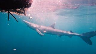 Pêche aux requins au large de Cape Cod | Roadfish.tv - Saison 6 Épisode 10