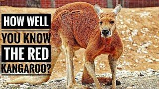 Red Kangaroo || Description, Characteristics and Facts!