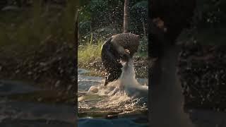 Jaguar vs Caiman | Nature’s Most Intense Predator Showdown!  #animals #wildlife #crocodile