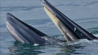 Bryde's Whale - Behavior